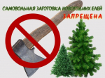 Что грозит за незаконную рубку новогодних елей в городских лесах